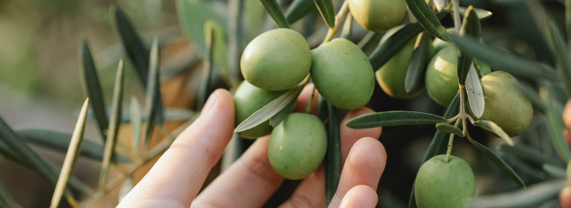 Valutare l'olio - Analisi organolettica Valutare l'olio - Analisi organolettica