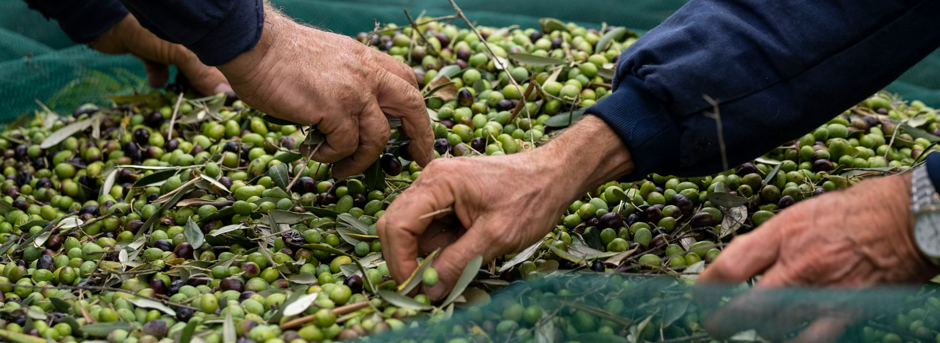 frantotipico-olive-banner-1920x700 Rocca Albornoziana Spoleto